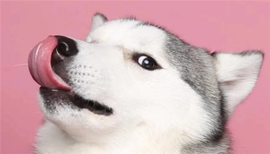 哈士奇幼犬不吃东西怎么办呢