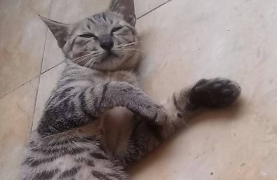 母猫不做绝育也不配种可以吗