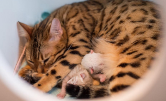 母猫生产前白色分泌物