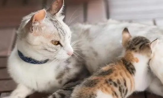 母猫发的情的特征是什么