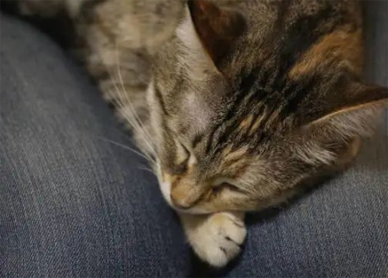 猫咪喜欢你都有哪些表现？