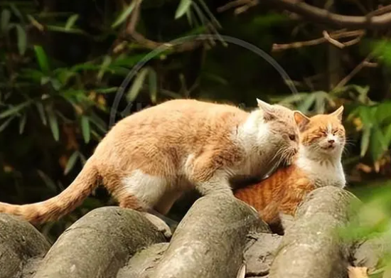 猫怎么繁殖的图片
