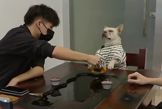 狗能喝茶吗 狗能喝茶吗