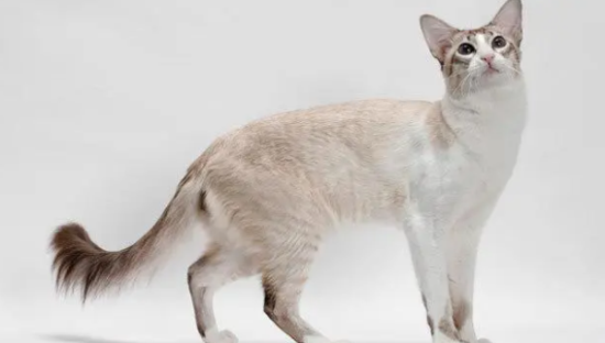 科普一下，巴厘猫性格怎样？