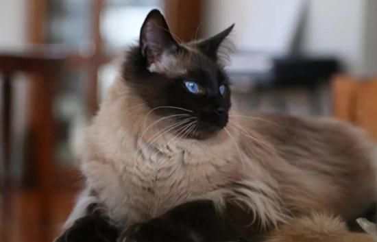 巴厘猫价格是多少？想养的来看看吧