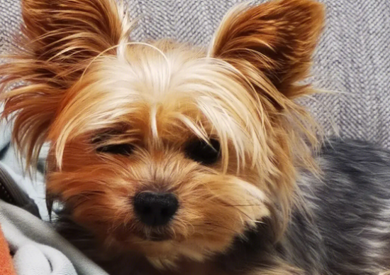刚出生小约克夏犬要怎样哺乳，有没有清楚的！