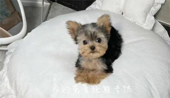 约克夏怎么看品相？具体看这里！