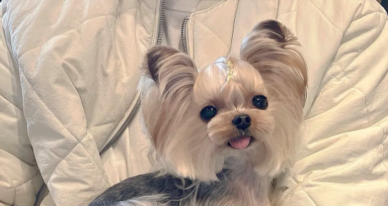 约克夏的性格怎么样？如何饲养得好？