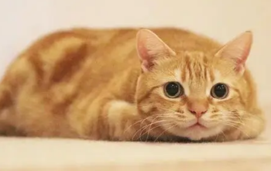 流浪橘猫为什么喜欢蹭人的裤腿？这种行为表示什么？