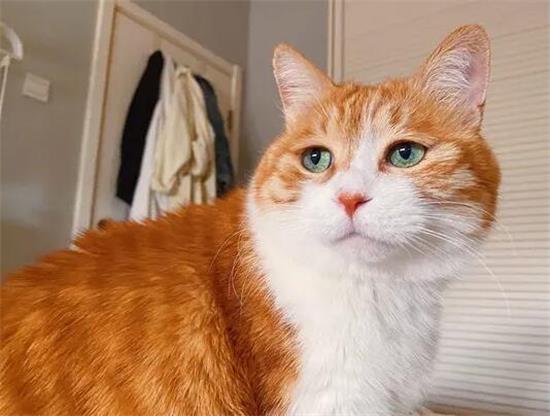 橘猫眼睛什么颜色？感兴趣的快来看看