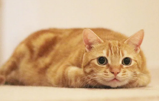 橘猫几个月开始发福？为什么会发福？