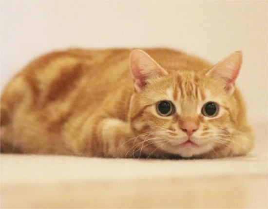 养宠小知识：怎么让橘猫长胖