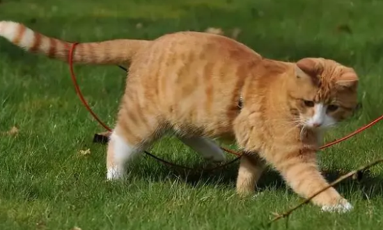 橘猫值多少钱一只