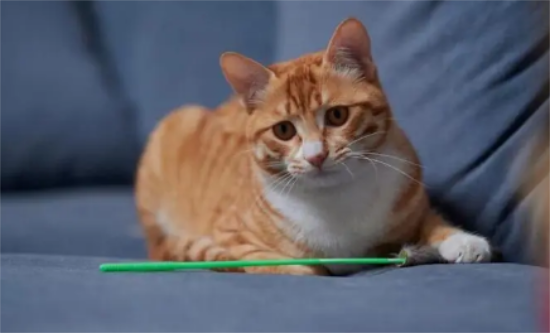橘猫为什么最后送给别人？真相竟然是这样的