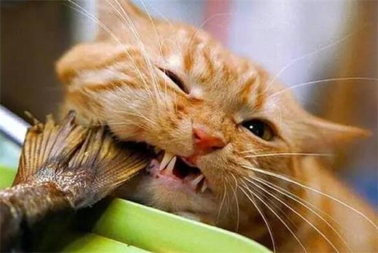 橘猫为什么爱吃鱼？原因很简单