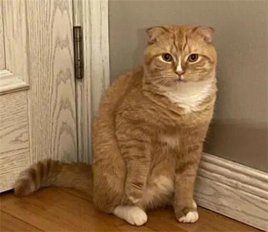 橘猫为什么喜欢吃草？吃草解渴？