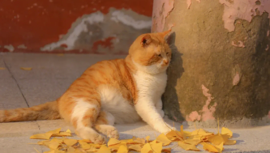 橘猫智商高吗？这里有答案！