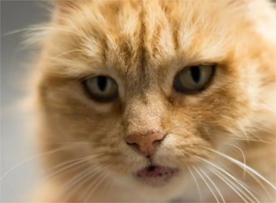 养宠小知识：怎么让橘猫长胖
