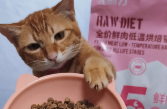 宠主须知，橘猫吃什么？