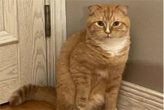 为什么流浪猫都是橘猫，这篇文章有答案！