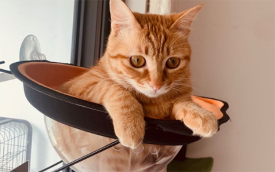 橘猫为什么最后送给别人？真相竟然是这样的
