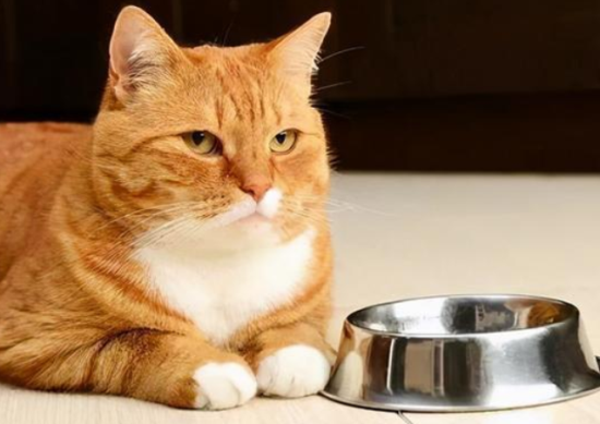 宠主须知，橘猫吃什么？