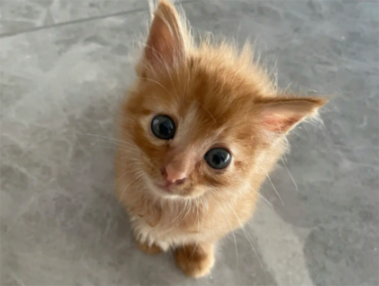 橘猫把你当主人的表现？它会有什么行为？