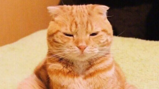 橘猫智商高吗？这里有答案！