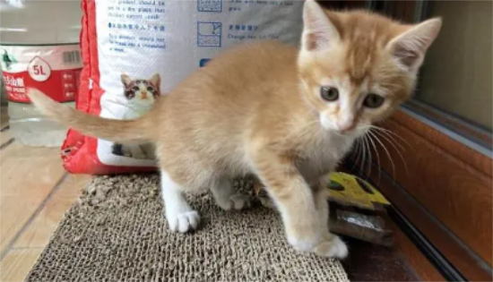 橘猫有母的吗？具体看这里！
