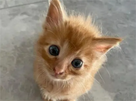 橘猫为什么老是吃不饱，这篇文章有答案！