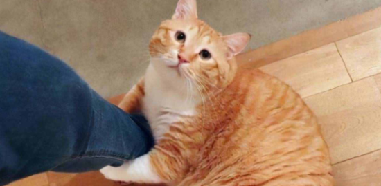 橘猫为什么只胖肚子？看完你就明白了！