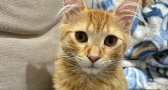 橘猫眼睛颜色有哪些？其实还蛮多的！