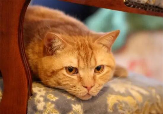 养橘猫的十大危害