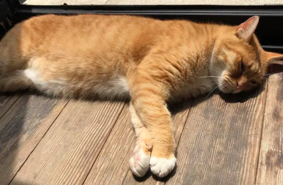 橘猫嘴唇黑斑怎么回事？快来看看吧~