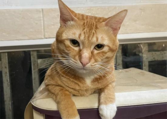 流浪猫为什么都是橘猫，原因原来是在这！