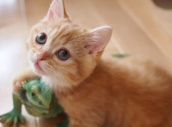 橘猫的寿命有多长？来看看吧