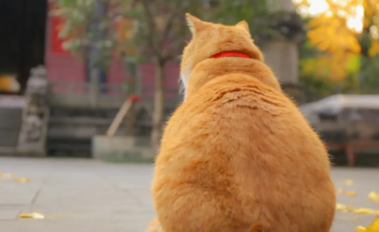 橘猫不吃猫粮怎么办？试试这几个方法