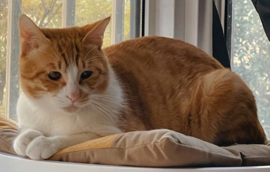 我来给你说，英短橘猫和普通橘猫的区别在哪？