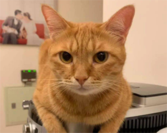 怎么给橘猫控制体重？感兴趣的看看~