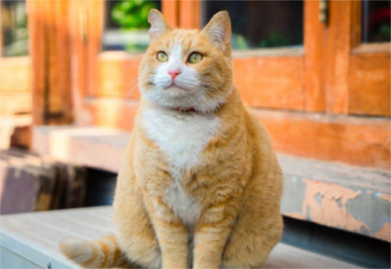 为什么流浪猫都是橘猫，这篇文章有答案！
