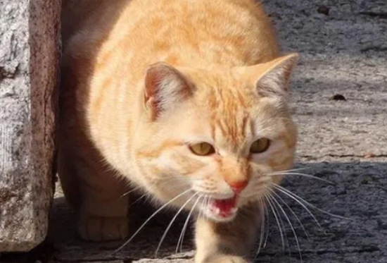 流浪橘猫为什么喜欢蹭人的裤腿？这种行为表示什么？