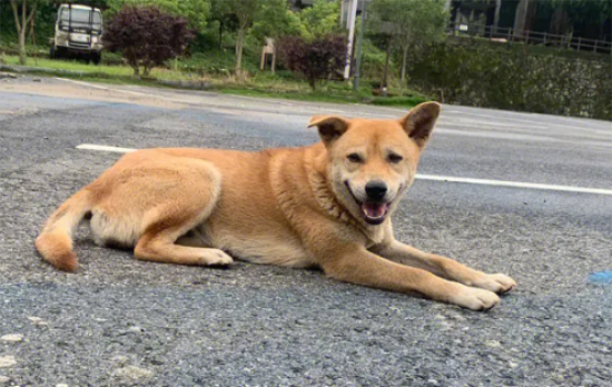 中华田园犬是什么狗？你知道吗？不知道一起来看看！