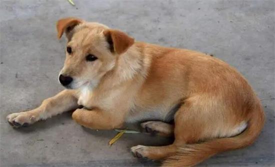 中华田园犬有10大优势，哪一点比宠物狗差了？