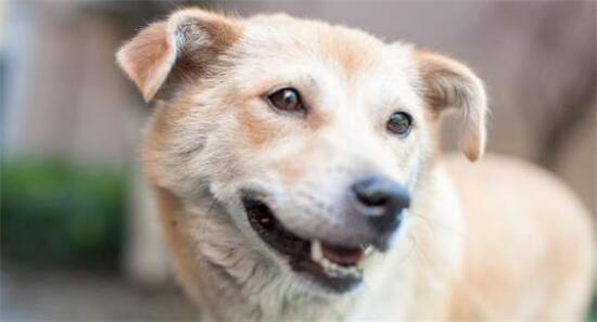 中华田园犬：一个被人嫌弃被人遗忘的犬种