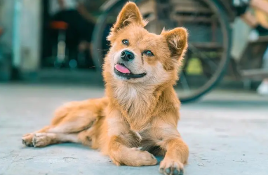 养宠须知：中华田园犬有哪些优点？