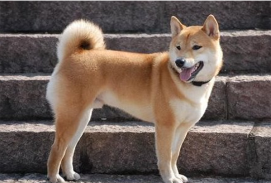 中华田园犬智商高吗？相当于人类的几岁