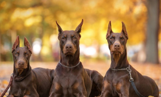 世界最忠实的四种小狗，中华田园犬第一，实至名归