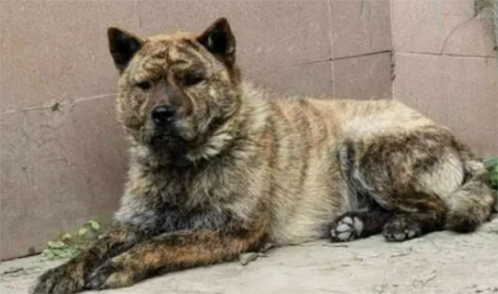 中华田园犬虎斑的智商怎么样，聪明吗？