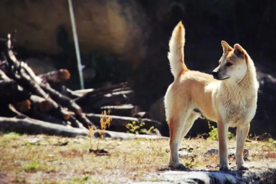 中华田园犬有哪些优点？