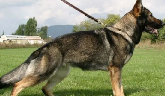 这六种犬不能随便养，一旦养了，它们就会用一生忠诚于你 